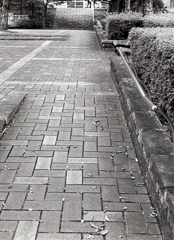 秋の舗道
