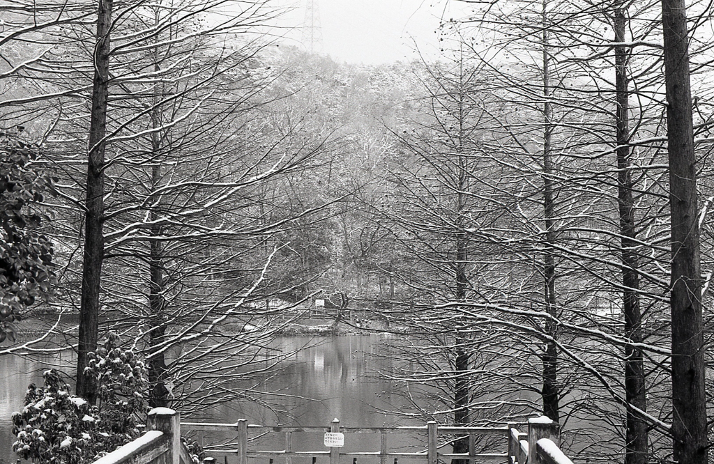 モノクロームな雪の植物園