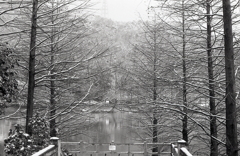 モノクロームな雪の植物園