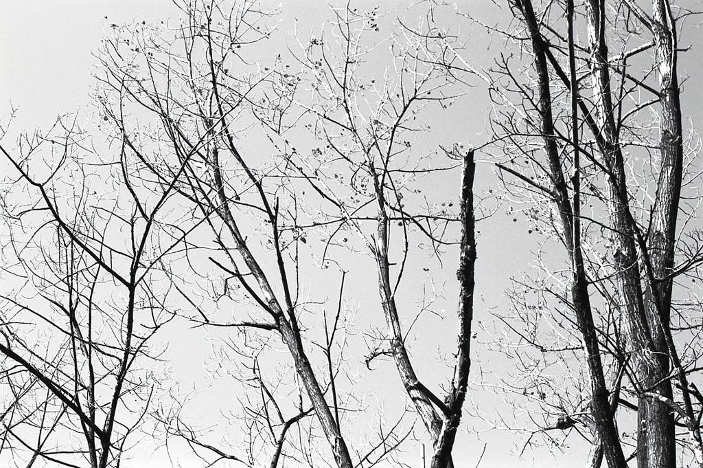 見上げれば晩秋の風景　～松野湖湖畔にて