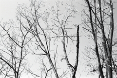 見上げれば晩秋の風景　～松野湖湖畔にて