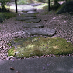 苔石に散る小さな花