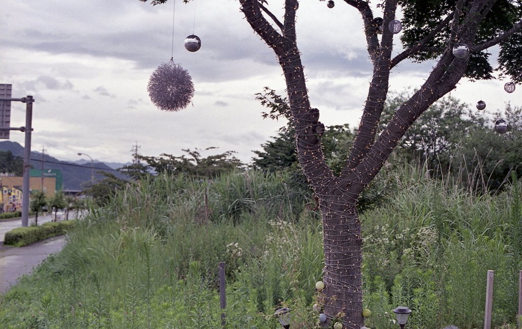朝でも光っている不思議な木
