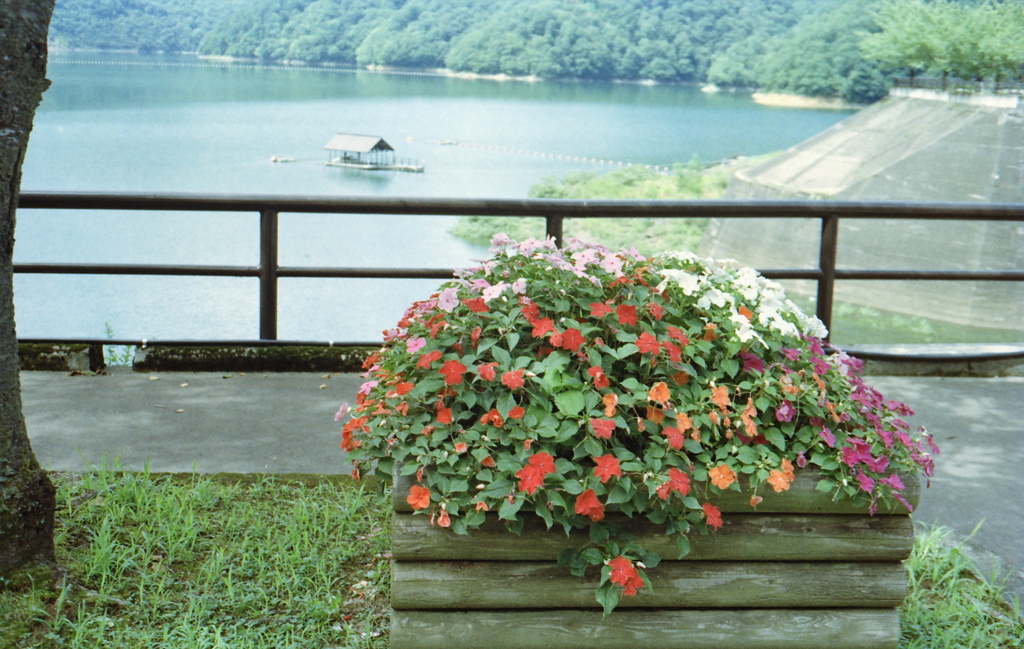 ダム湖の花