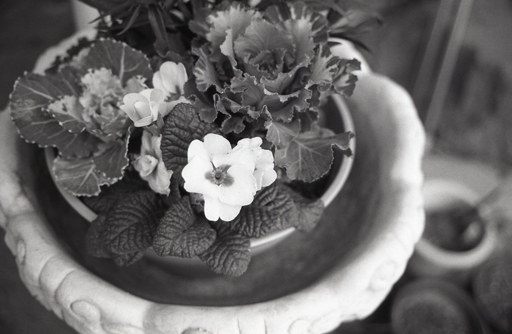 鉢植えの花々　～家撮りフォト