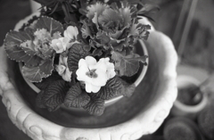 鉢植えの花々　～家撮りフォト