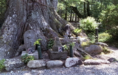 祈願の杉