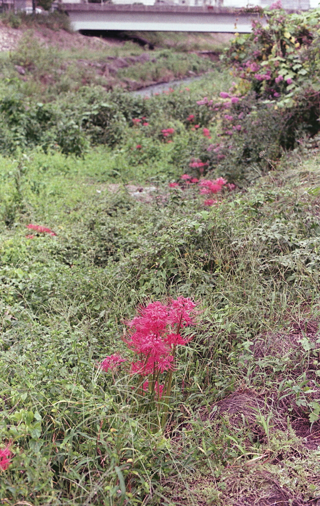 今頃ですが…曼殊沙華