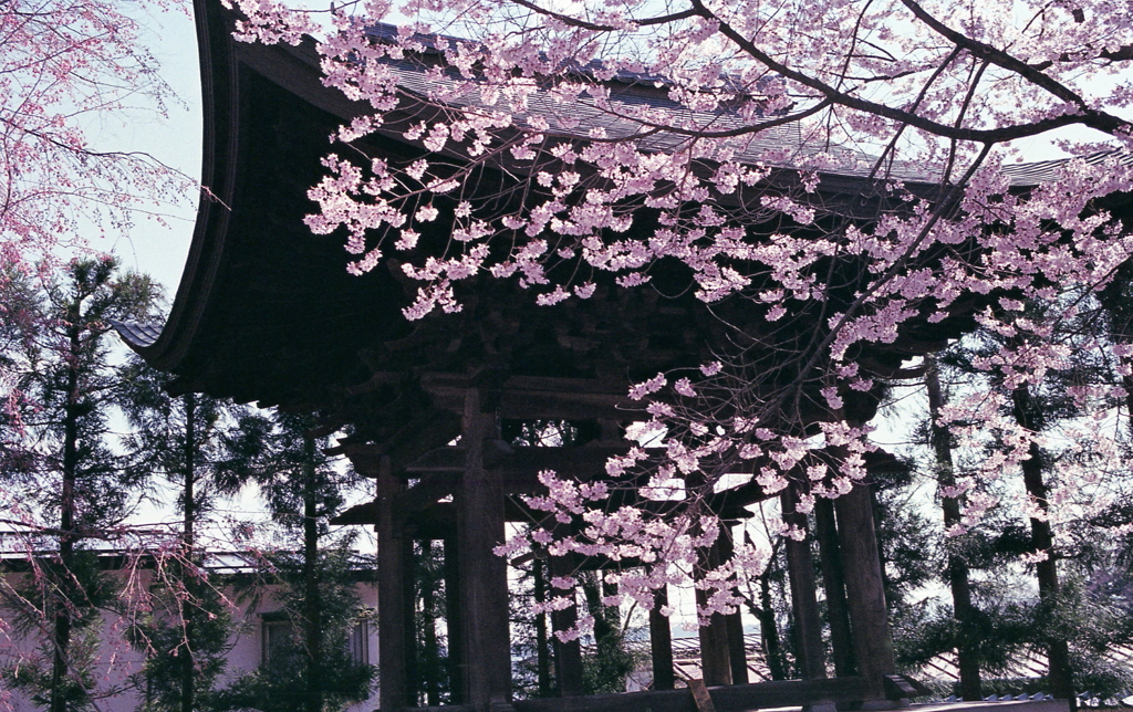 梵鐘に桜愛でる春
