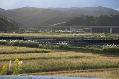 農地に広がる黒い汚染土（2013年撮影）