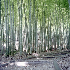 夏の涼感　～春日井市都市緑化植物園にて。