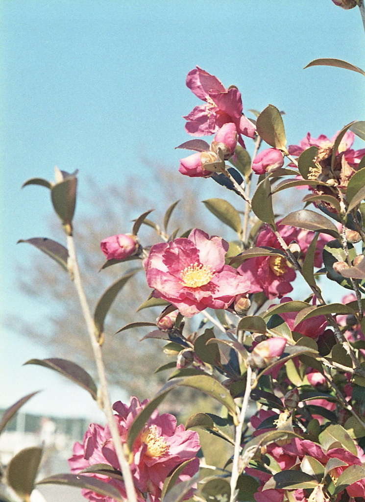 陽の中に咲く山茶花かな？