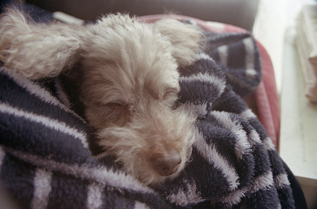 そしてまた寝落ちしてしまった。　～家撮りフォト