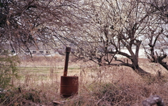 赤錆びたドラムと白梅のアングル