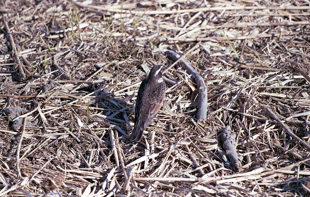 名前も知らない河原の野鳥