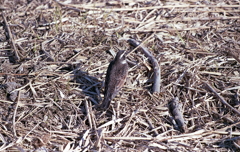 名前も知らない河原の野鳥