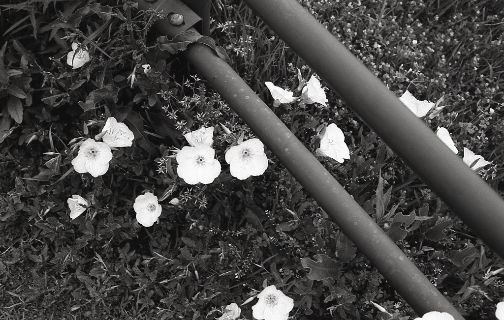 五月の散歩道で…