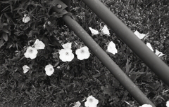 五月の散歩道で…