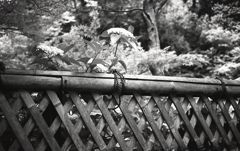 竹塀から顔を出すのは紫陽花か？