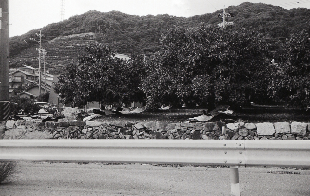 これは名産のミカンの木か？