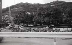 これは名産のミカンの木か？