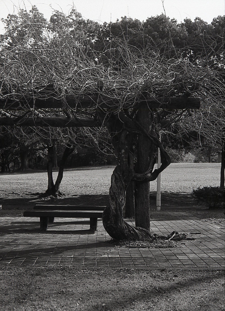棚下のベンチ