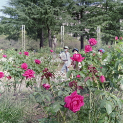 鶴舞のバラ園