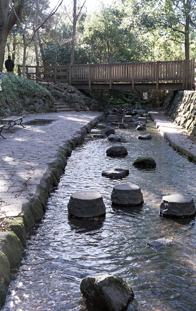 流れ出る湧水は一つになっていく