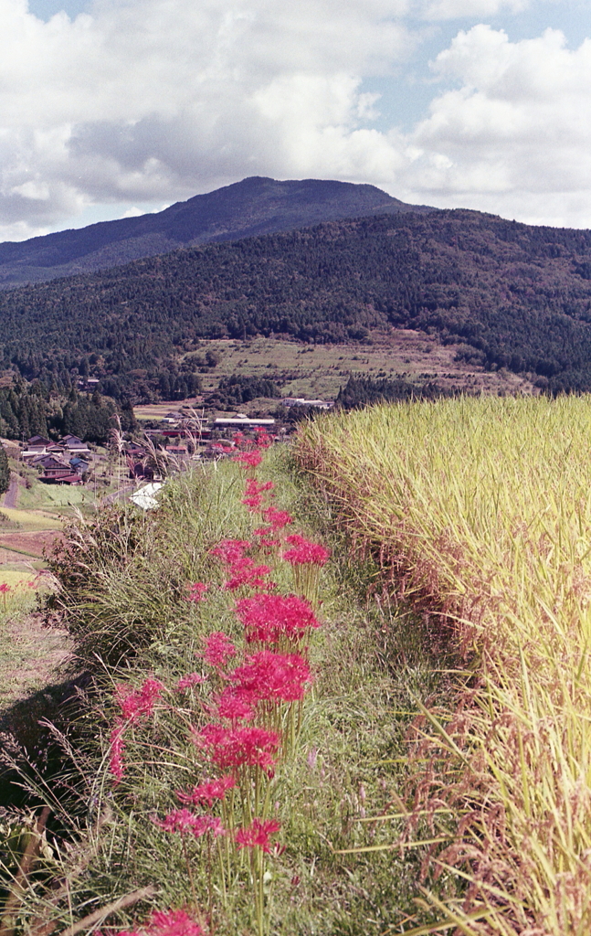 黄金と赤い色のコラボ