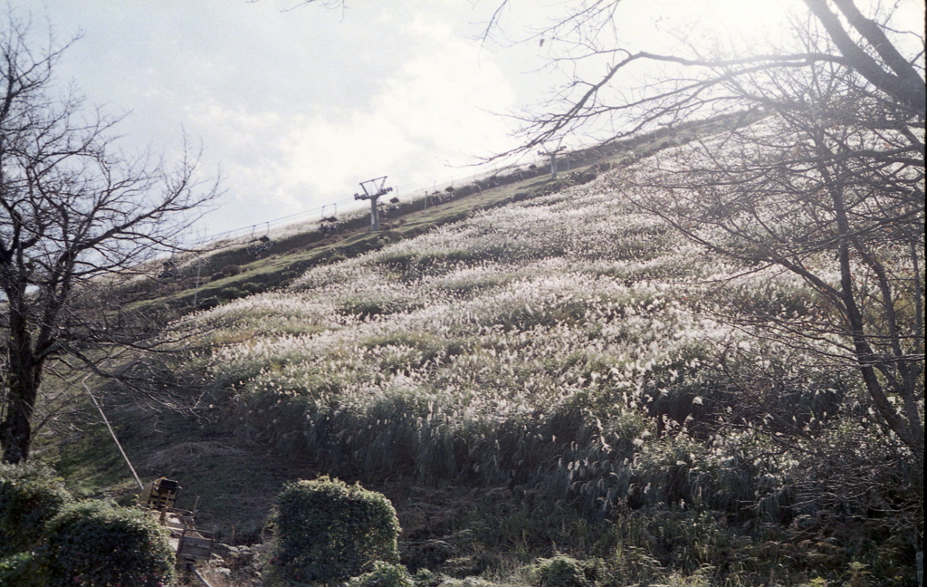 すすきの間を登るリフト