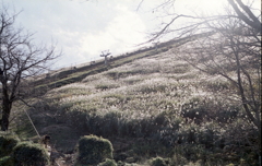 すすきの間を登るリフト
