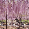 続・岡崎城の藤棚