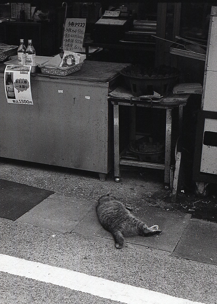 野垂れ寝の猫（笑