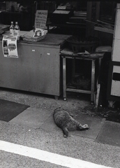 野垂れ寝の猫（笑