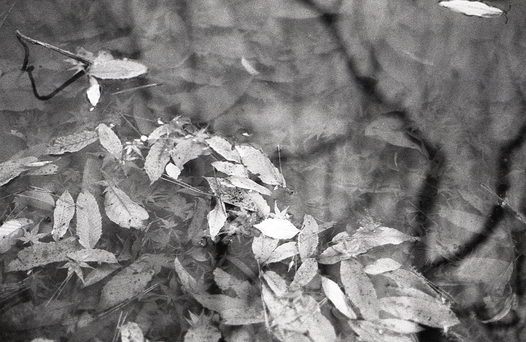 ＩＳＯ３２０でのFoma RETROPAN320