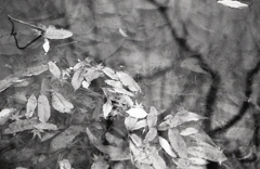 ＩＳＯ３２０でのFoma RETROPAN320