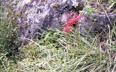 棚田の石垣と彼岸花