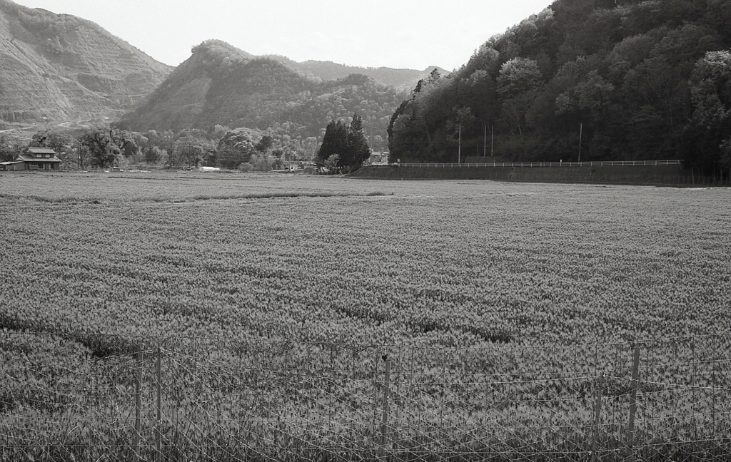 広々とした里の谷汲の風景