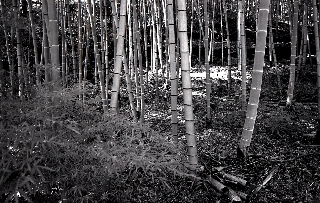 竹撮りの翁　～Rollei Retro（ローライレトロ）の散歩道
