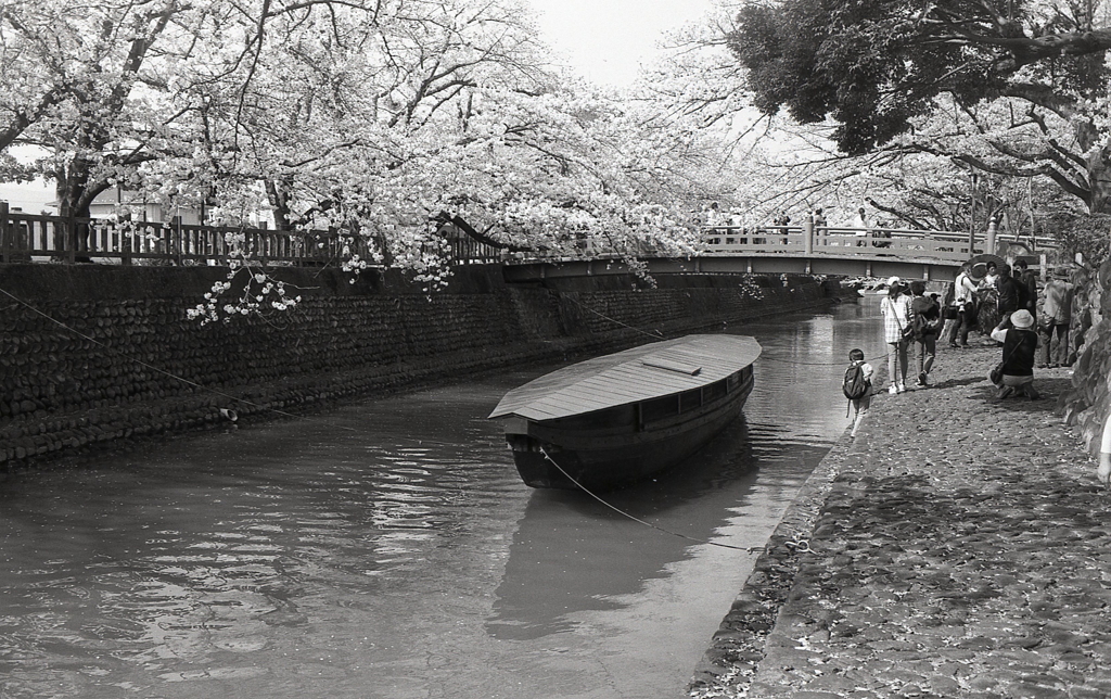 桜の水門川と廻船