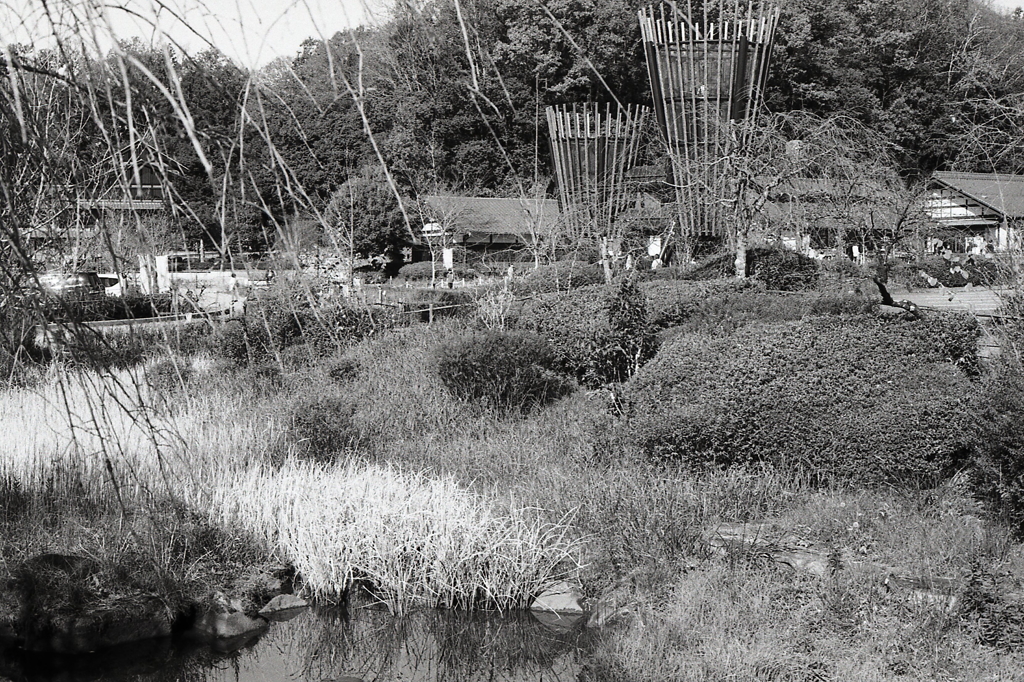 広大な公園風景