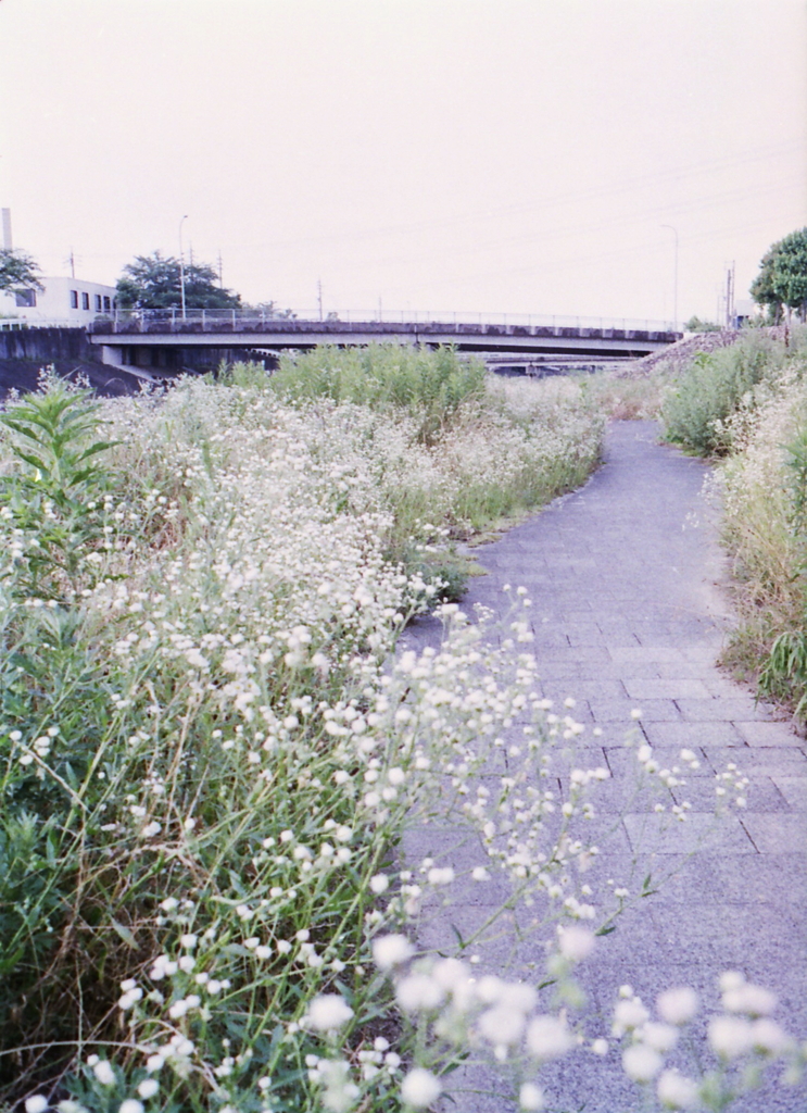 内津川早朝散歩