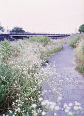 内津川早朝散歩