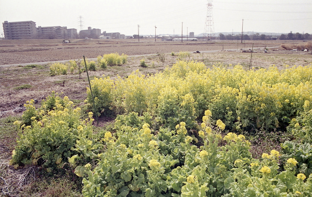 眩しい春の兆し