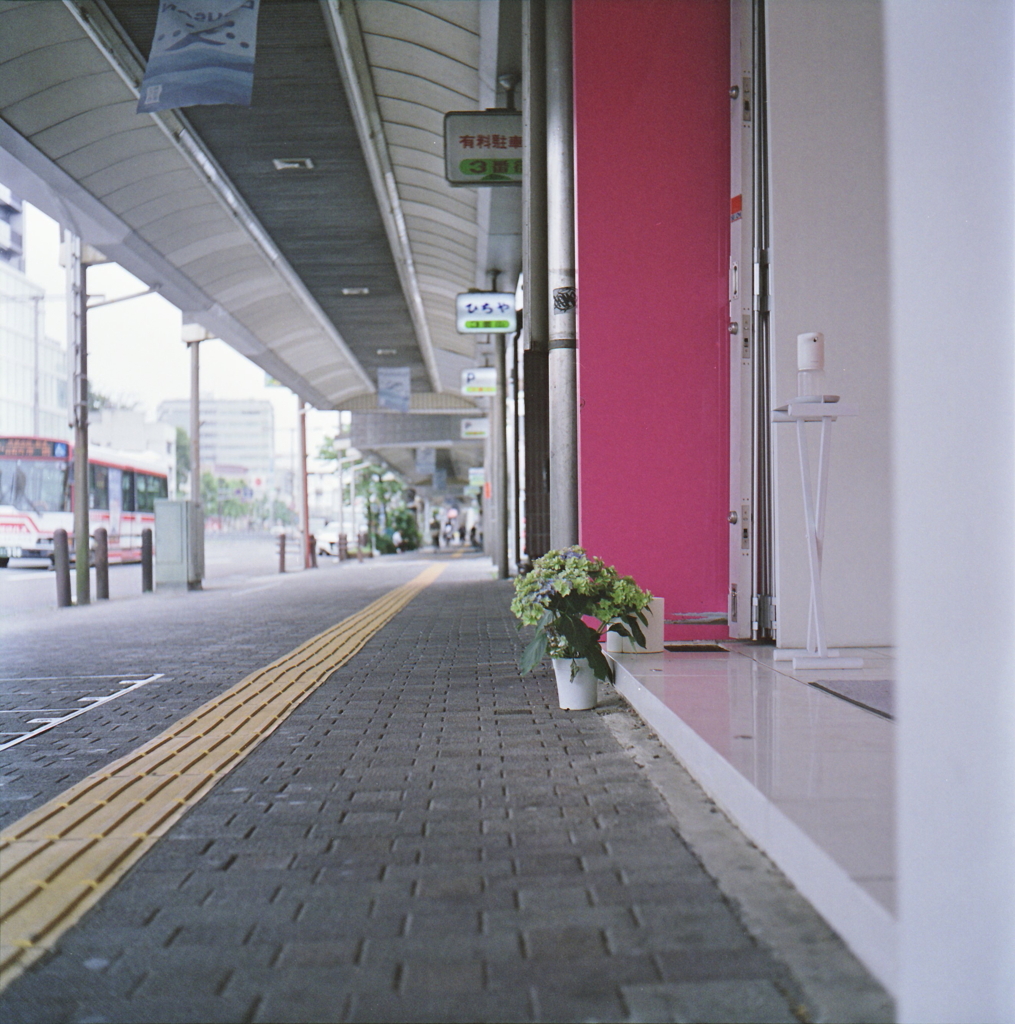 アーケード歩道に紫陽花の花