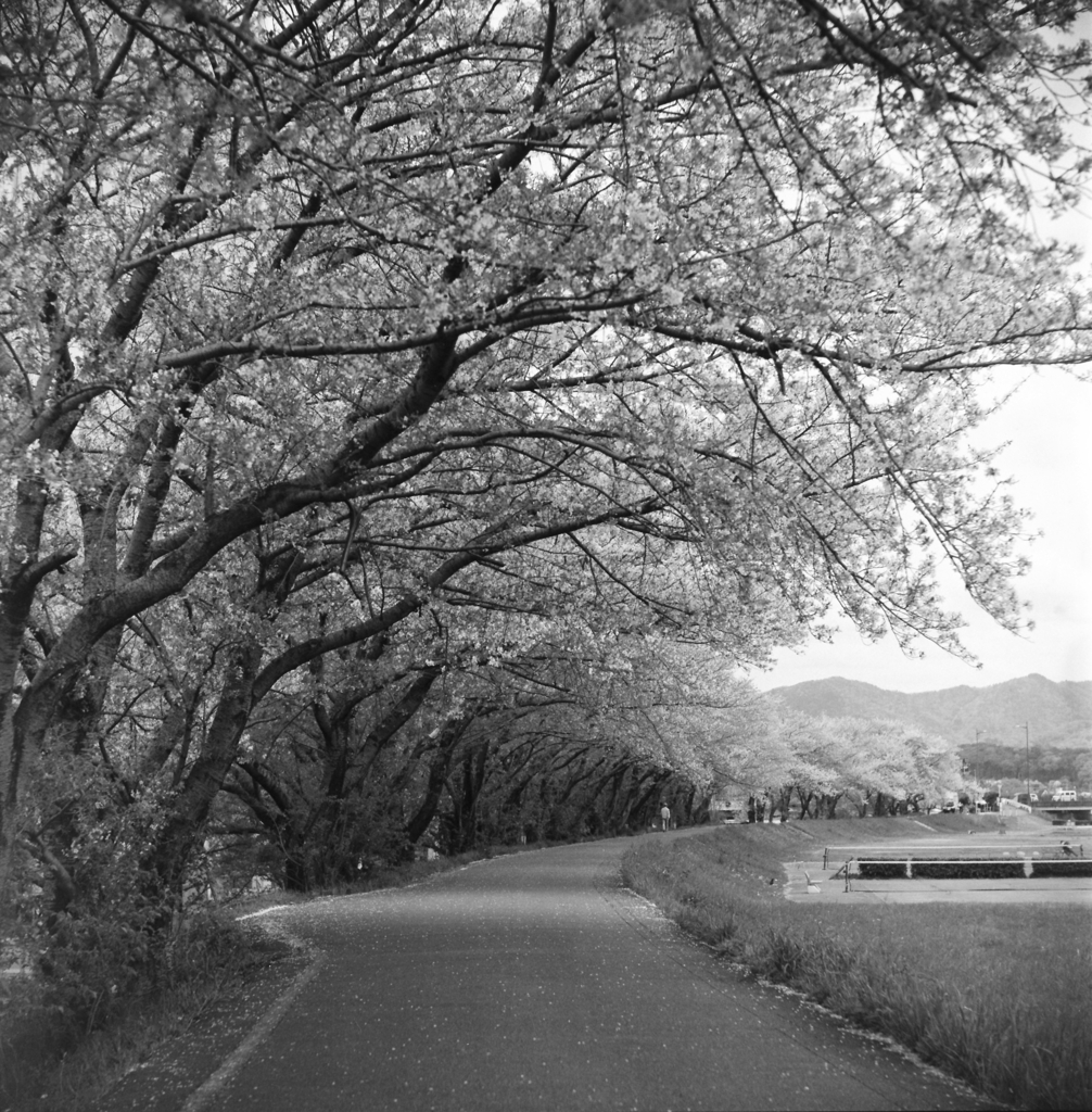 葉桜の桜みち