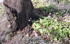 散策路に咲く花
