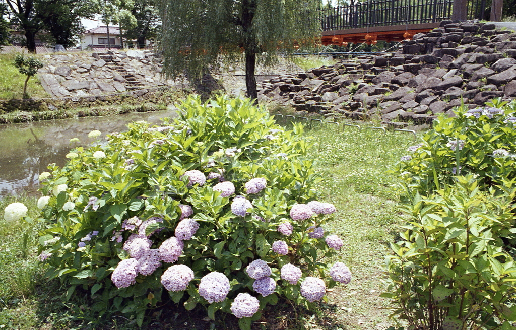 生地川の紫陽花
