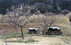 段々畑の梅の花