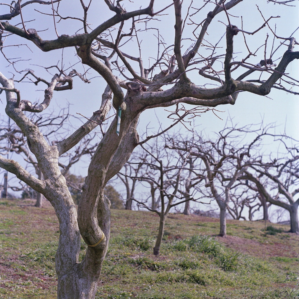 果樹の風景　～東谷山フルーツパーク